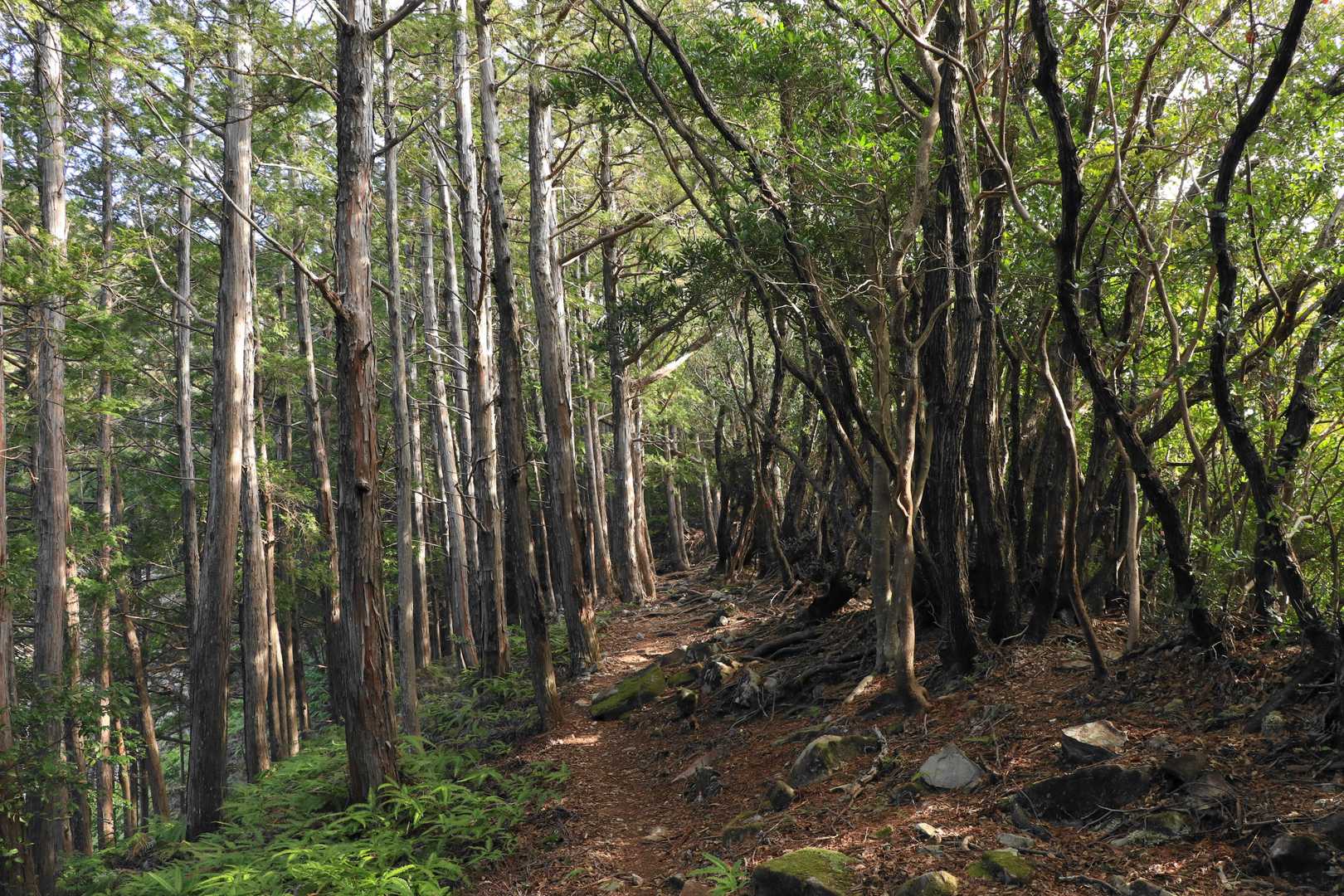 湖側がウバメガシなどの自然林🌳🌳
反対側がヒノキなどの植林帯
尾根歩きは両方楽しめちゃう😊