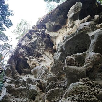 キノコのかさ下にいるみたい、ウワーオ