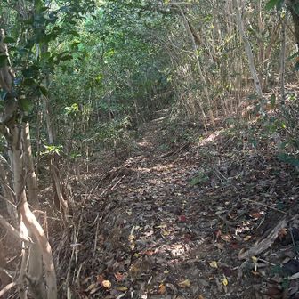 なかなか良い登山道
しかし蜘蛛の巣が多めかな