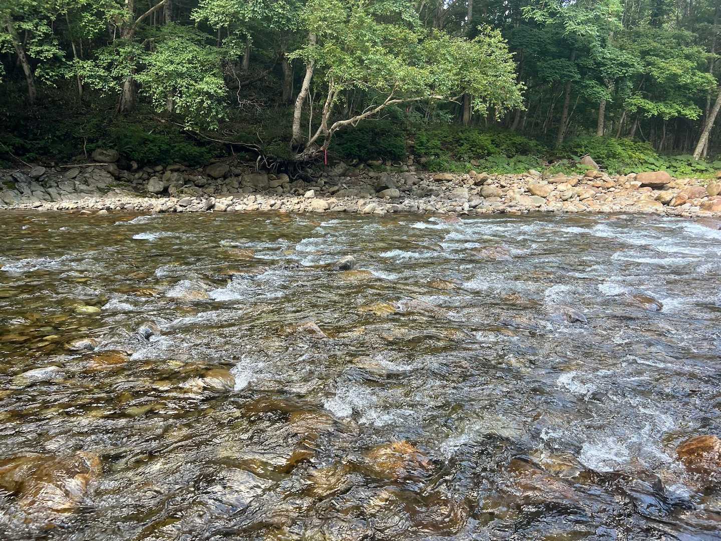 渡渉したかと思ったらまた渡渉👣⸒⸒