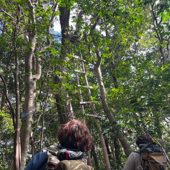 ジャックと豆の木のハシゴだそうです🌱