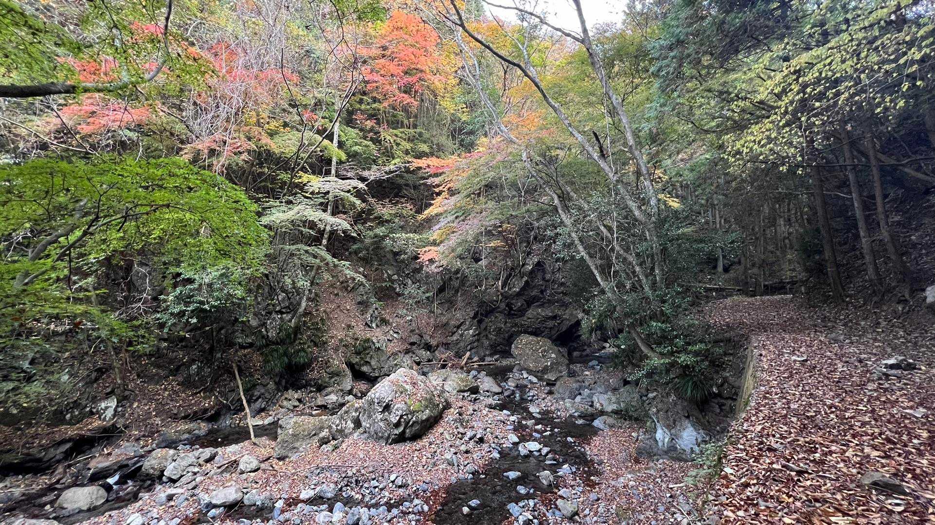 紅葉を愛でながら…🚶ﾃｸﾃｸ♪