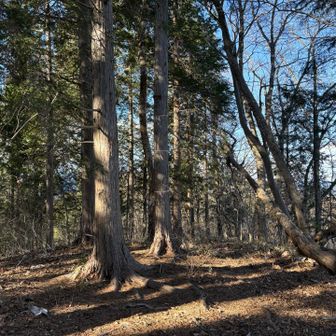 逆沢ノ頭の山頂の様子。東側は広葉樹林、北側と西側は杉林。この先にも踏み跡有り。