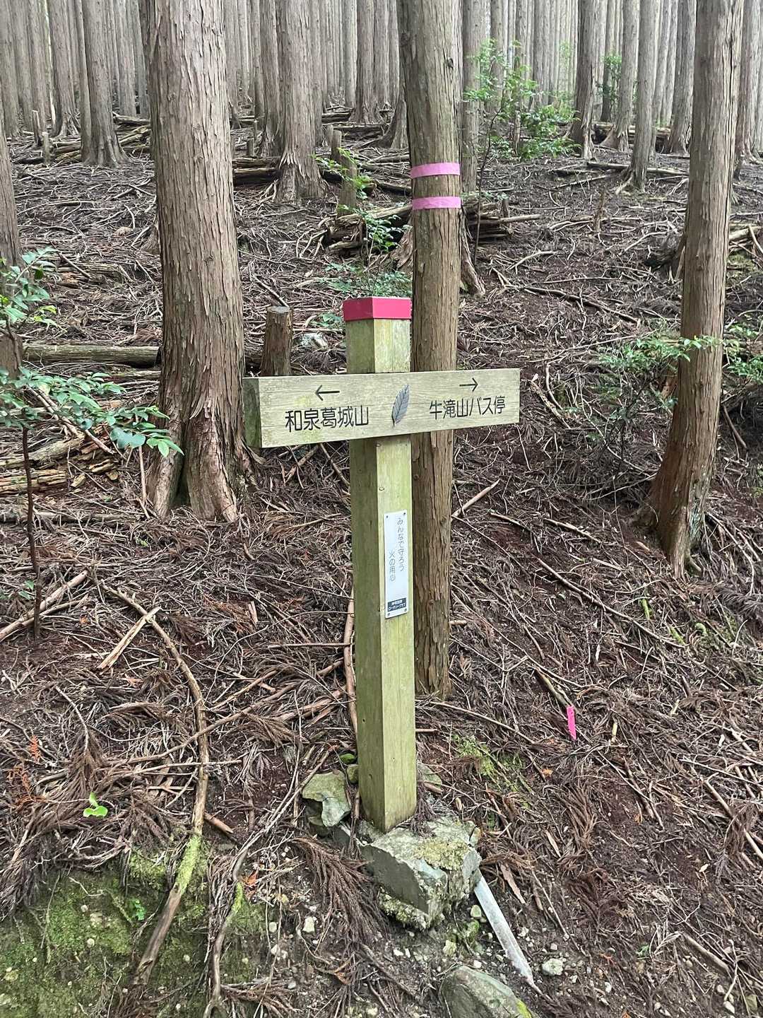 山のおもてなし｜和泉葛城山から犬鳴山へ紀泉高原縦走の写真