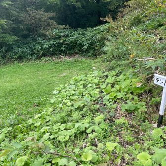 テント場🏕️
一度は泊まってみたい