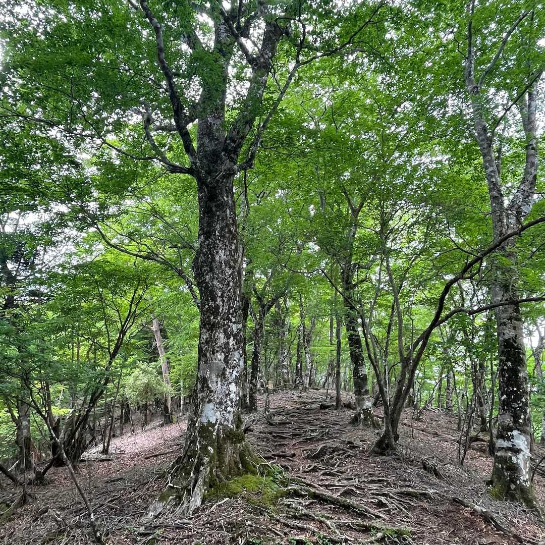 自然林の気持ち良い尾根歩き。
