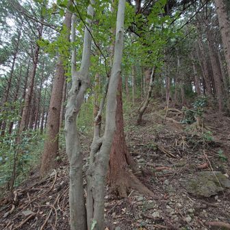 急登きつい。。
話相手になっていただける方がいてくれて本当に助かりました。ありがとうございました