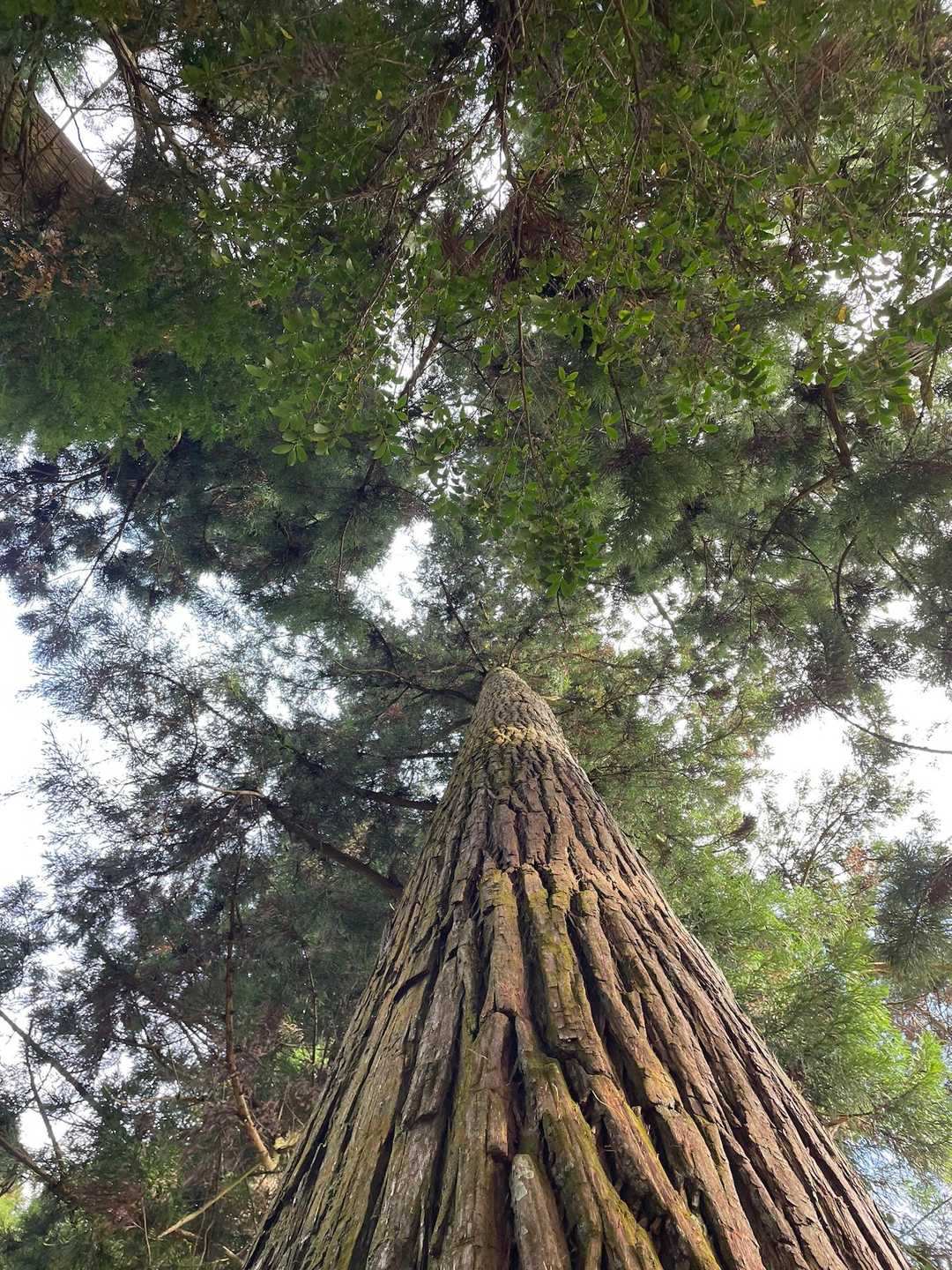 神社の中
立派な杉の木