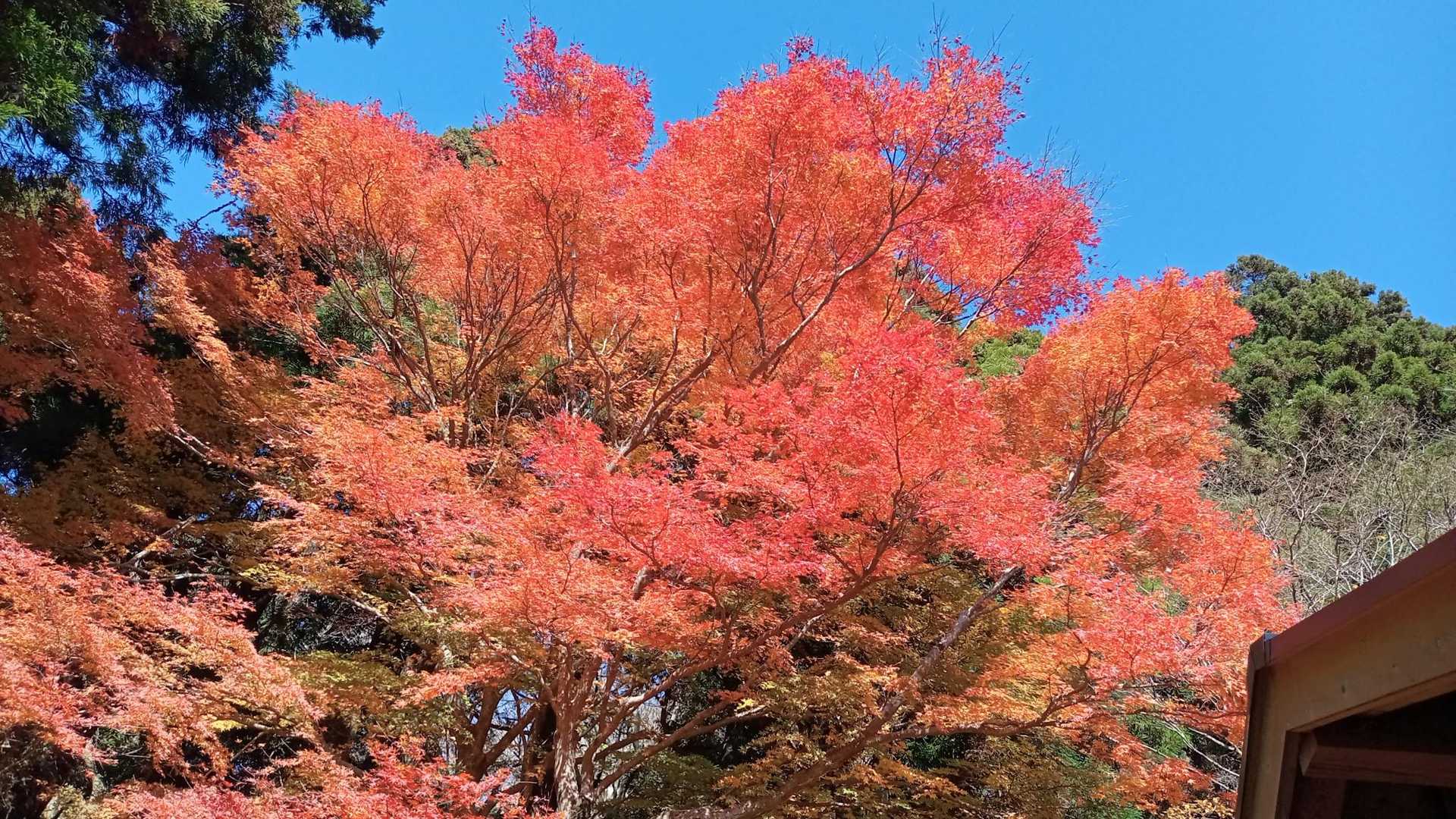 東屋まで登ってくると🍁美しい紅葉