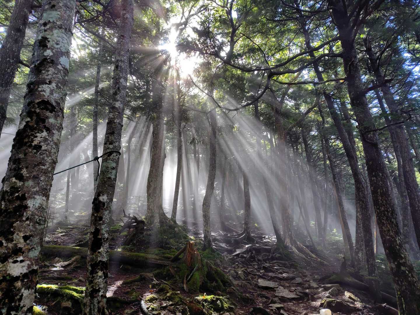 突然、山神様が降臨なさいました
ありがたや〜🙏