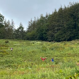 下山中の山野草公園で