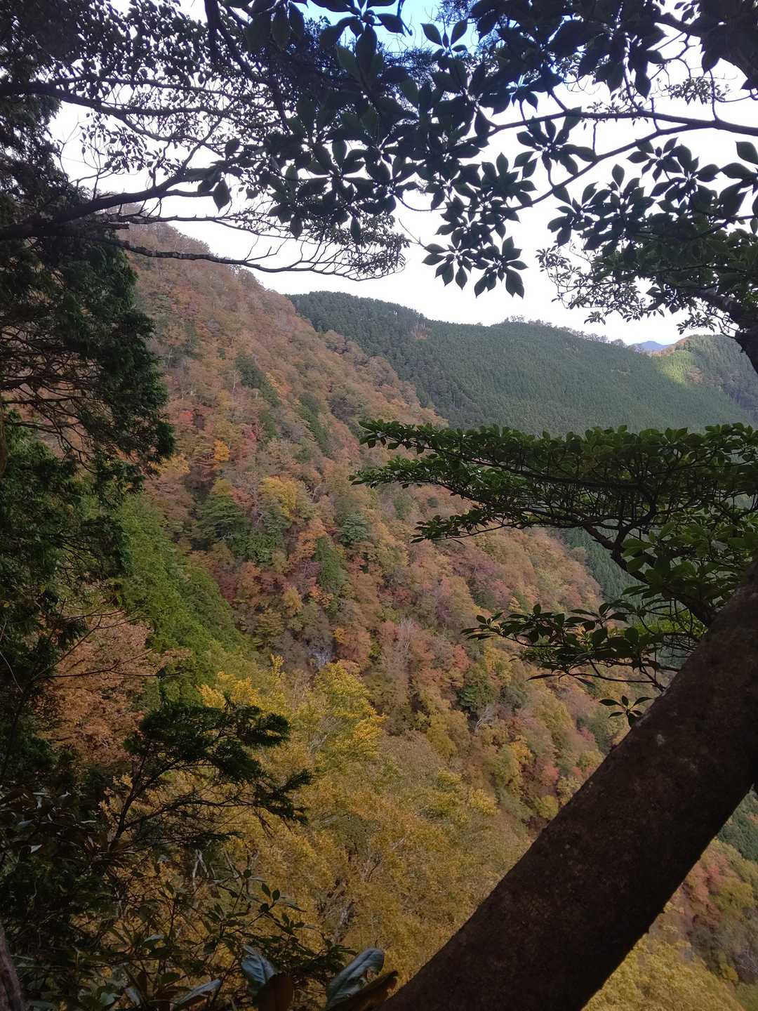 曇天なので写真はくすんでますが、実際はもう少し鮮やかでした。