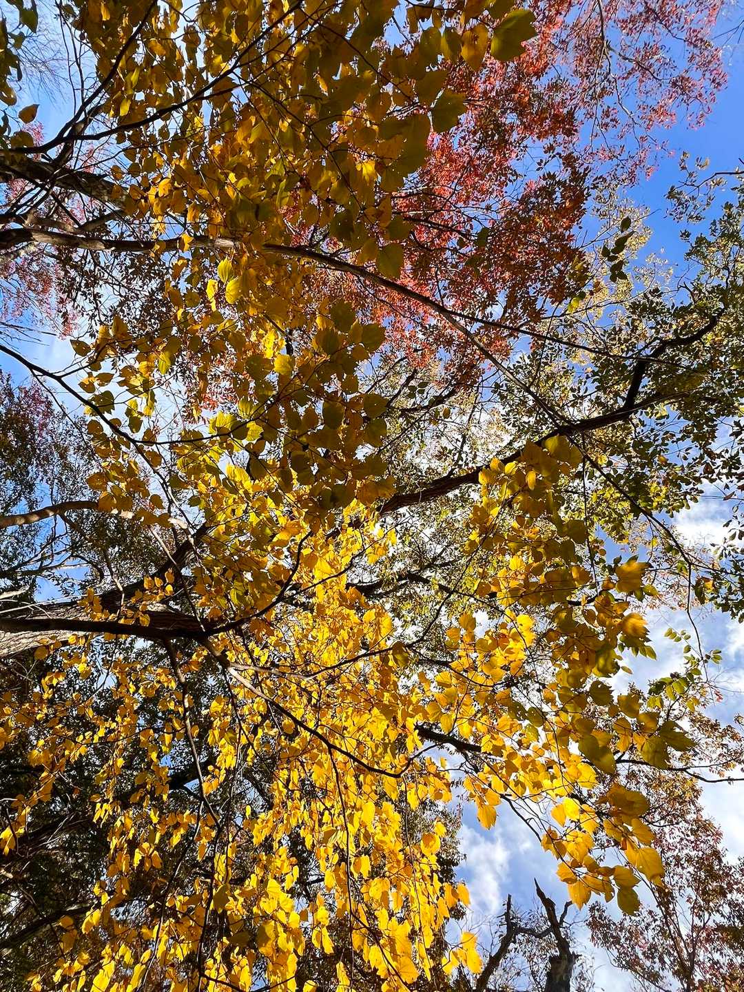 紅葉