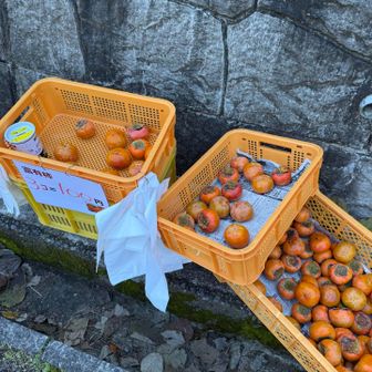 柿大好き！
帰りには補充がされていた。
どれも大きくてきれいで、食べたら美味しかった！
６個買ったけれど、来週も来れたらこよう。