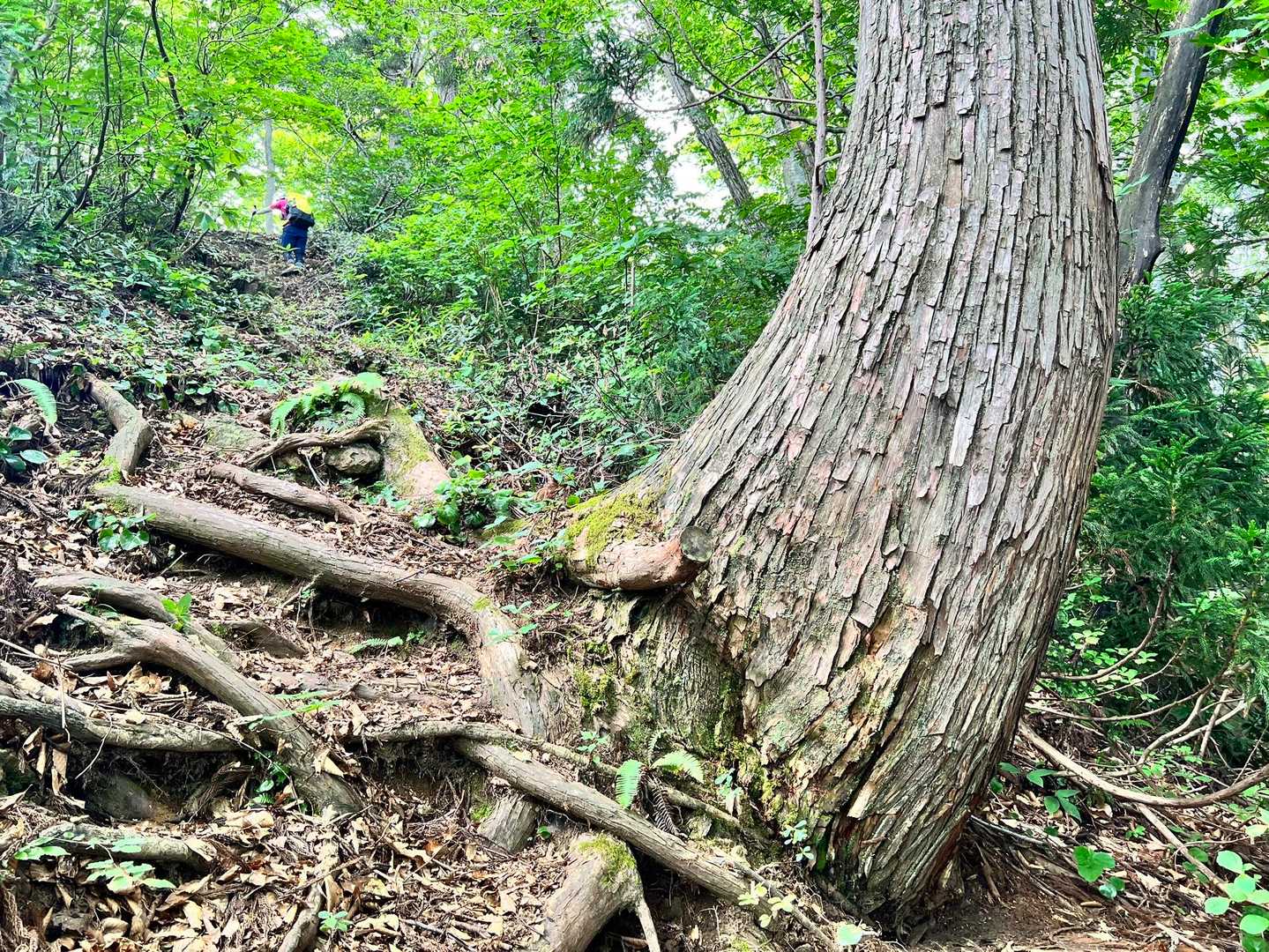 岩岳 往復コースの写真