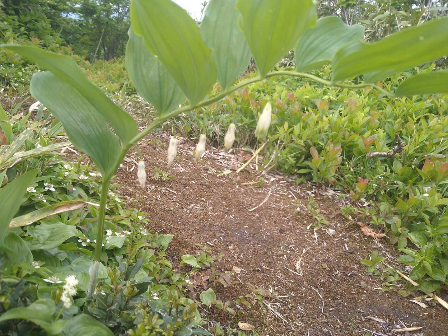 標識のそばにｱﾏﾄﾞｺﾛ