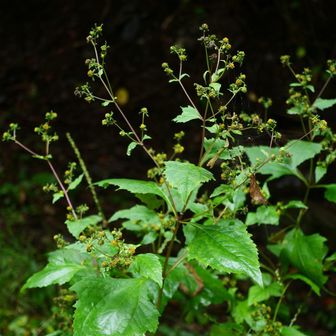 コメナモミ（小雌菜揉）
全体的にやや小さいが、大きさは生育状況にもより個体差がある。高さ2mぐらいのを見たことがある。
