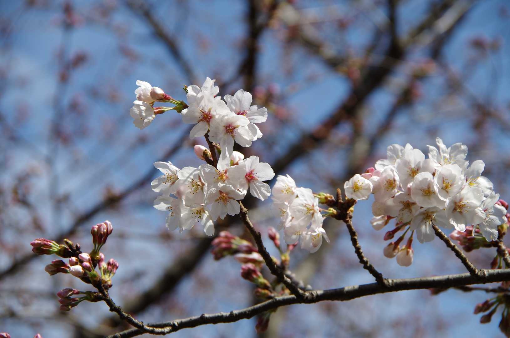 🌸