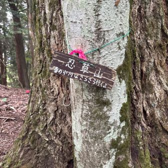 忍草山西峰。山名標識は“忍草山”だけど、一般的には西峰の方がメジャーなのかしら？