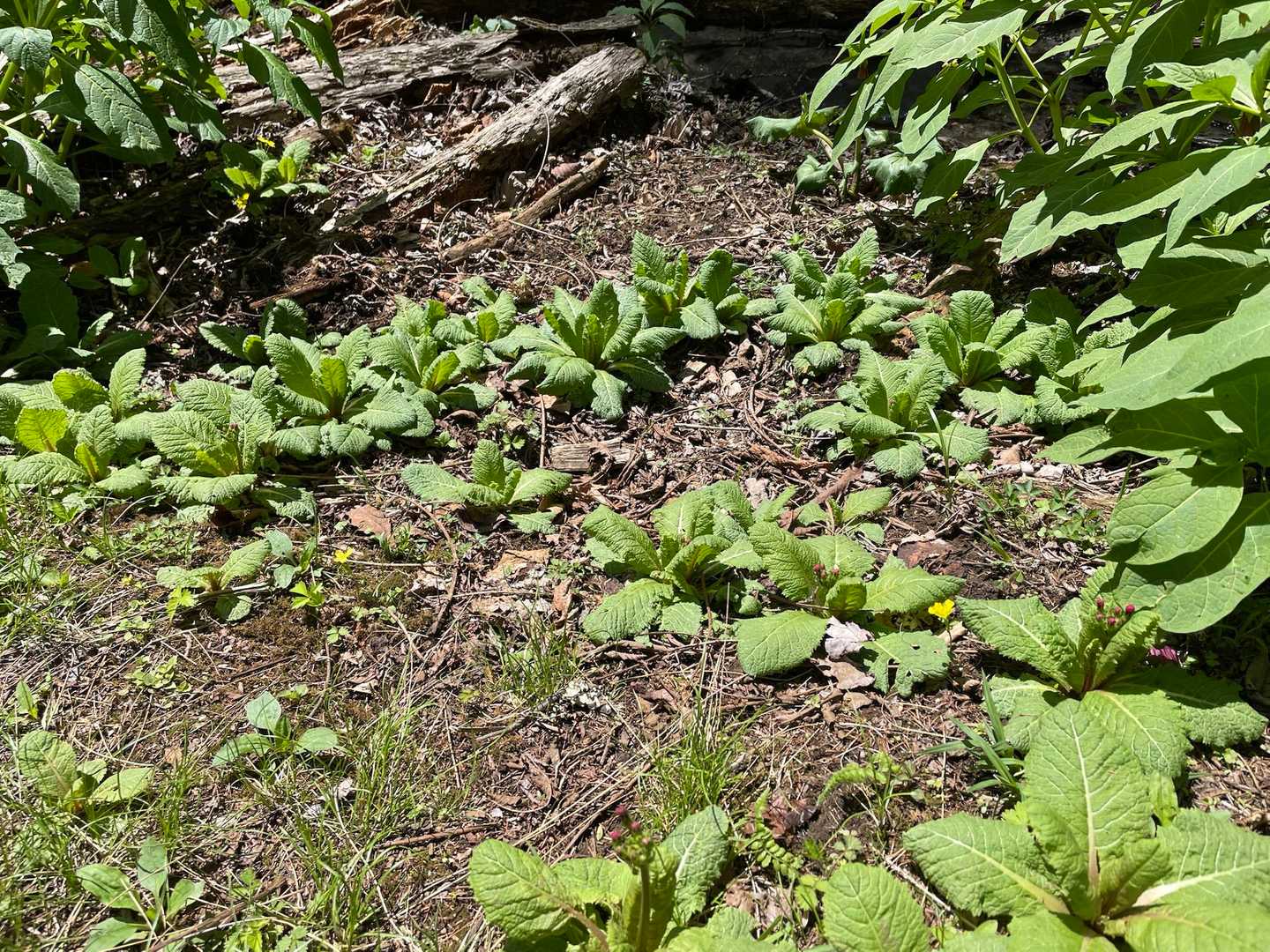 クリンソウたちがこれからの出番を待ってます♪