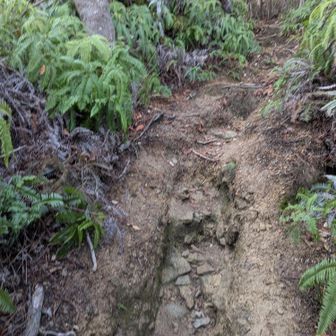 楽しい😚ガッシガッシ登ってゆく。
たまに足元しか見てなくて、頭ゴチンって枝にぶつけます。頭上注意🤣