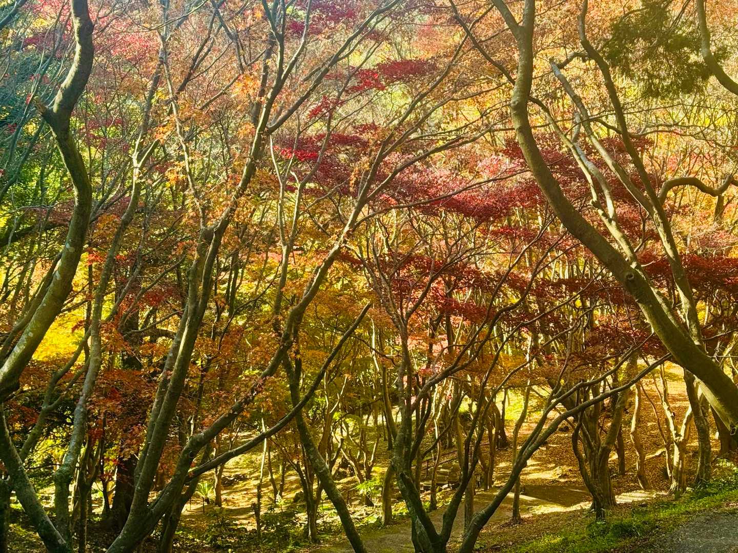 紅葉谷の紅葉🍁
…タイミングよくここだけに寄りたい場所