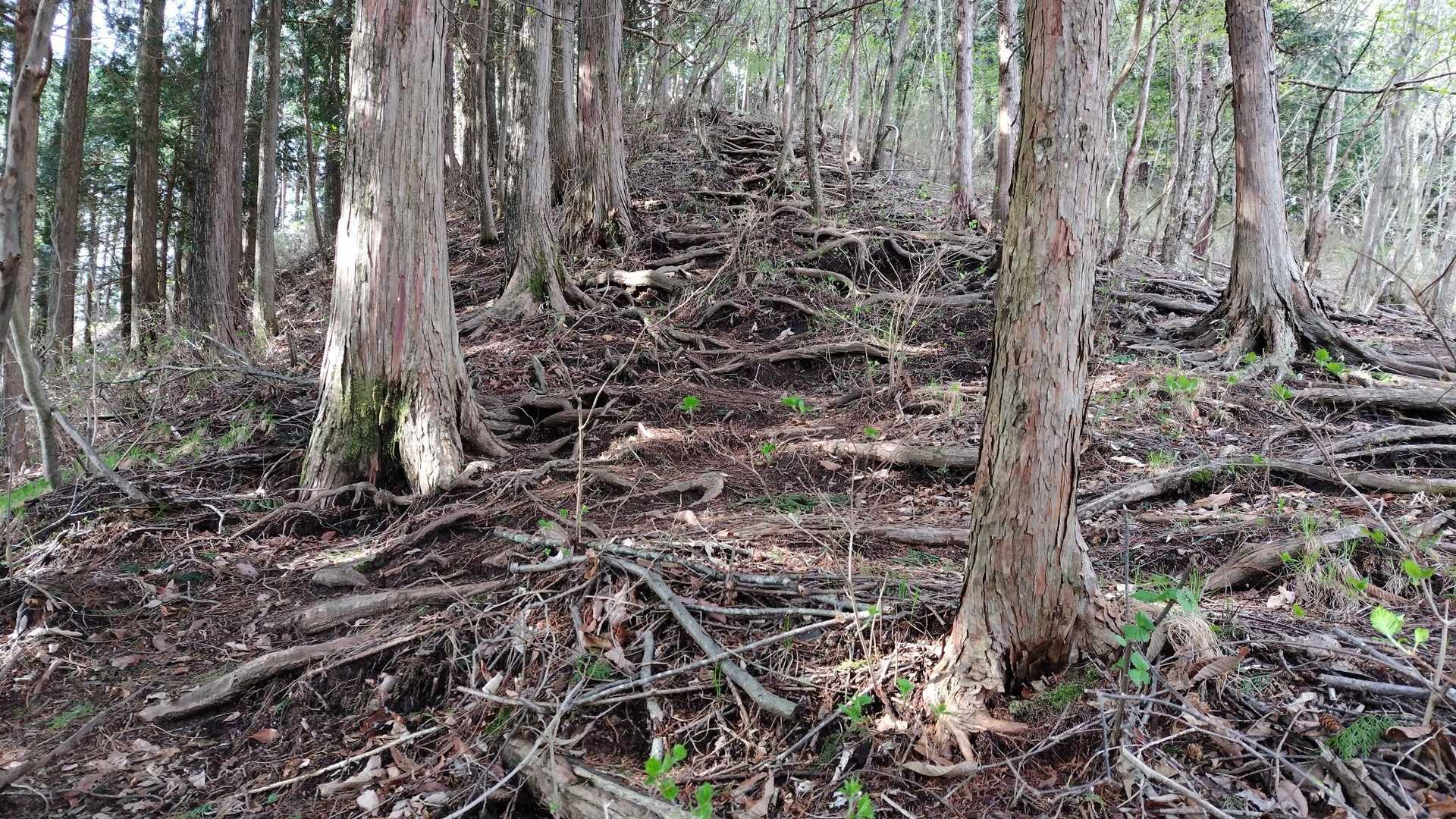 木の根っ子階段続くよ~🎵
ど~こまでも~🎵

この時点ではまったく問題なくサクサク歩いていました👣