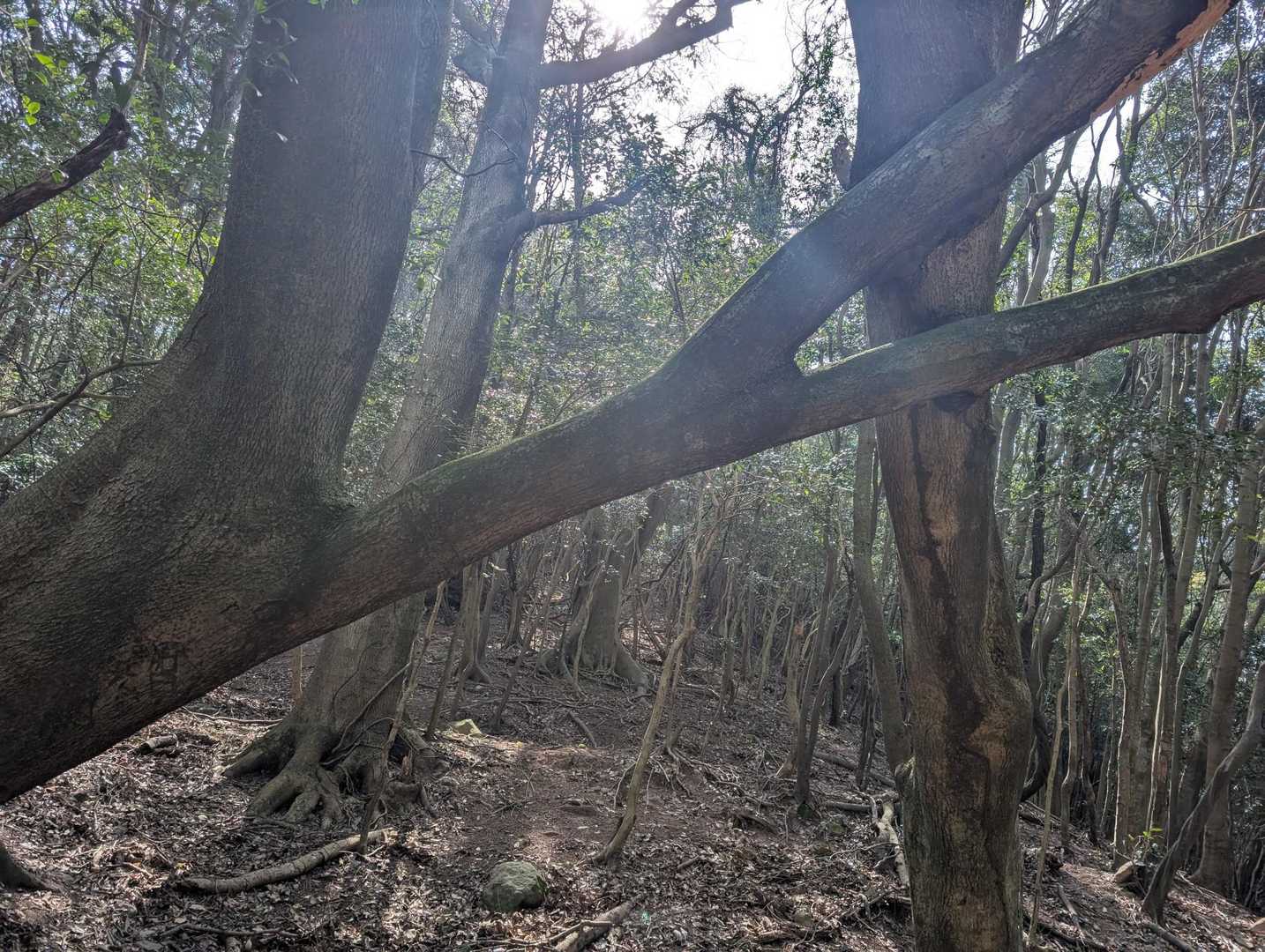 🌳が凄い事なってる😱