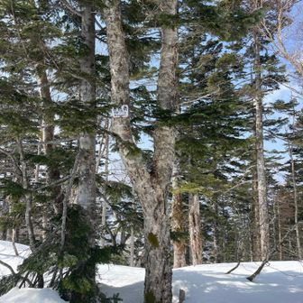 男鹿岳へ戻ってきました