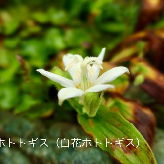 白いのは初めて見た