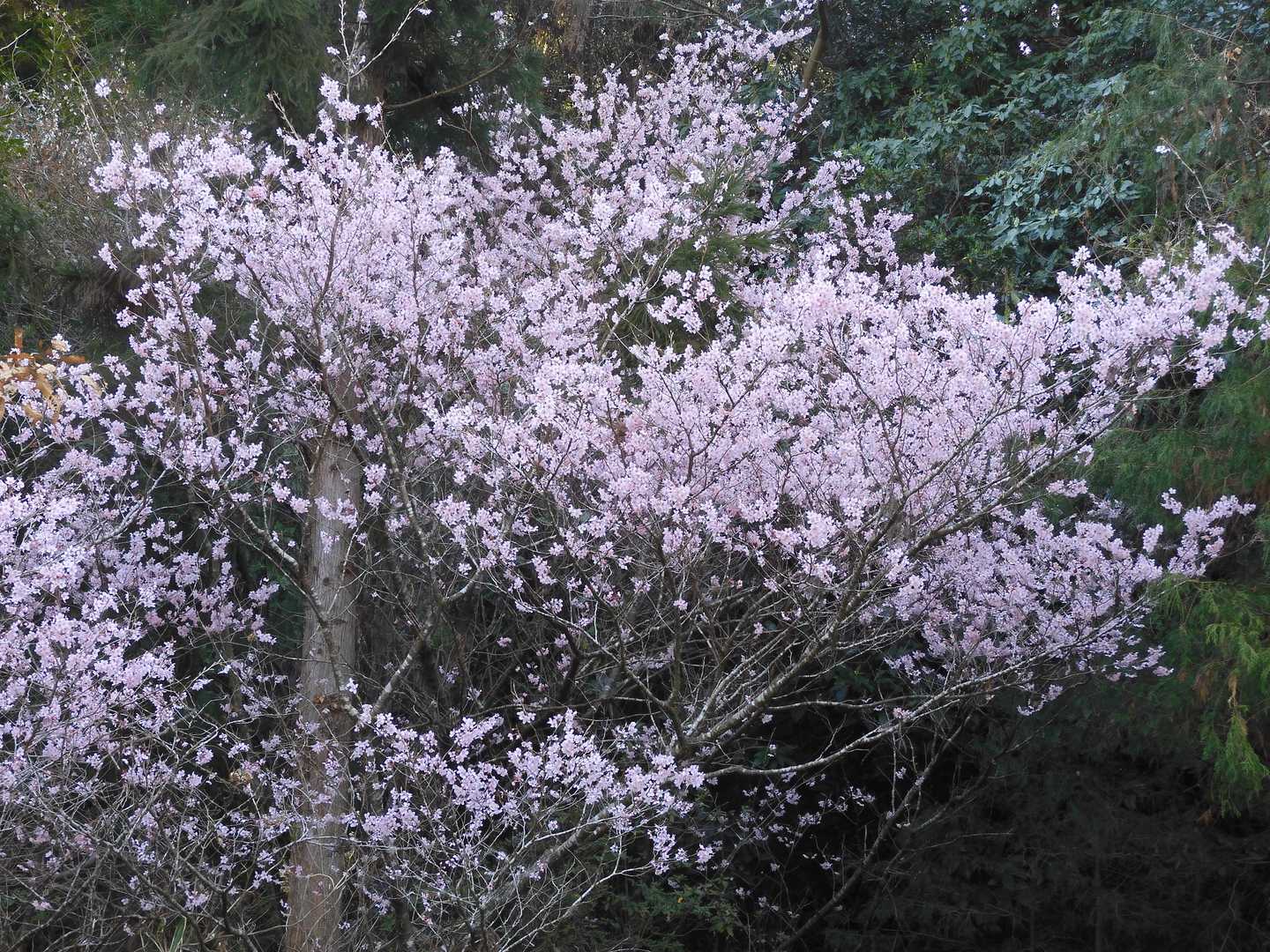 竜ヶ鼻 周回コースの写真