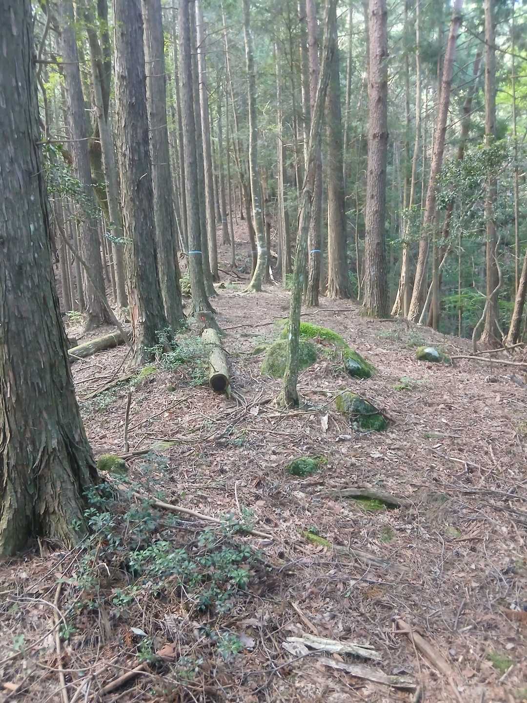 こんな感じ さっきの岩伏せ山で危機一髪イベントで、息はぁはぁです😮‍💨
