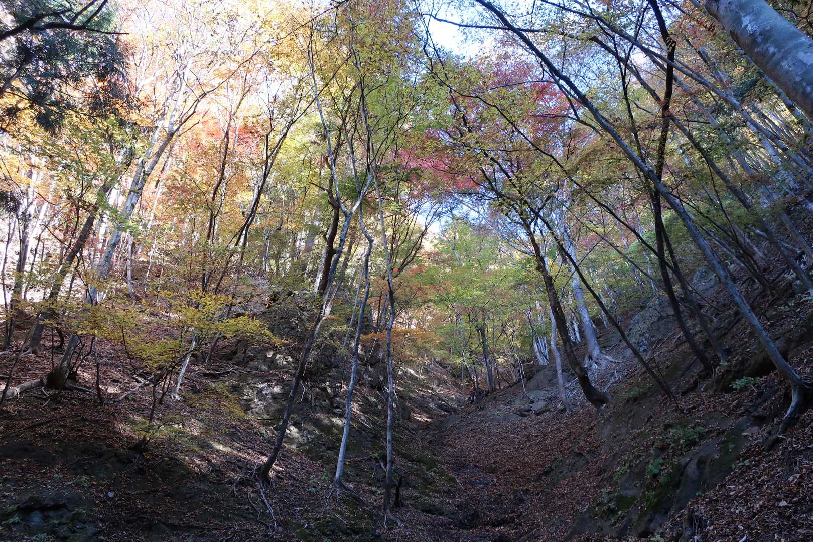沢からの登り斜面はブナ系の黄葉が多い