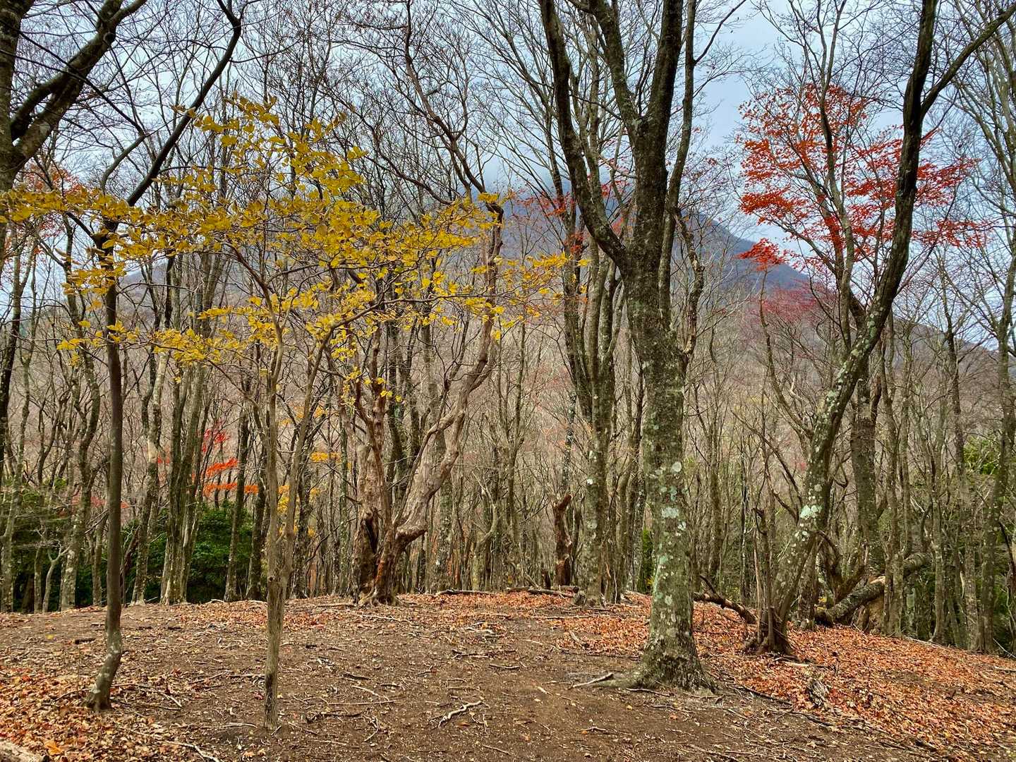 残念ながら登山道の紅葉は、ほぼほぼ終わっていました。
振り返って…この山は由布岳です。