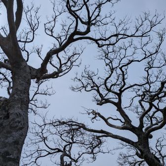 山頂のエノキ❗