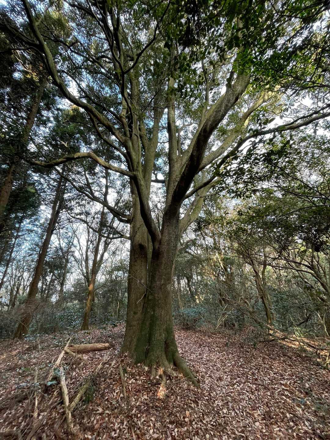 立派な木🌲
