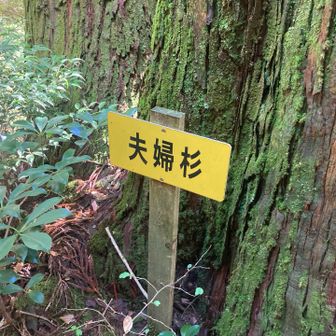 岩屋目指して急登階段登ったら
夫婦杉発見でーす
