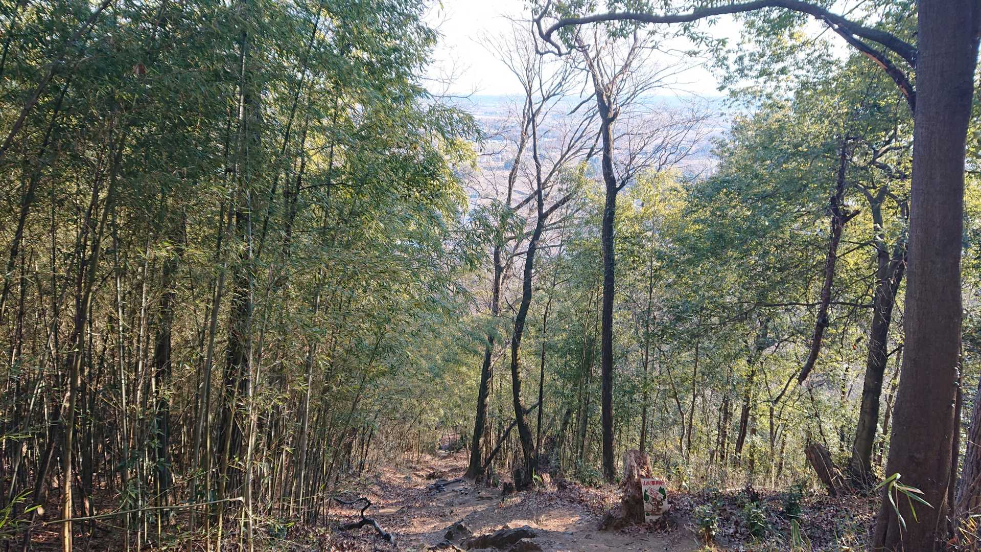 竹林