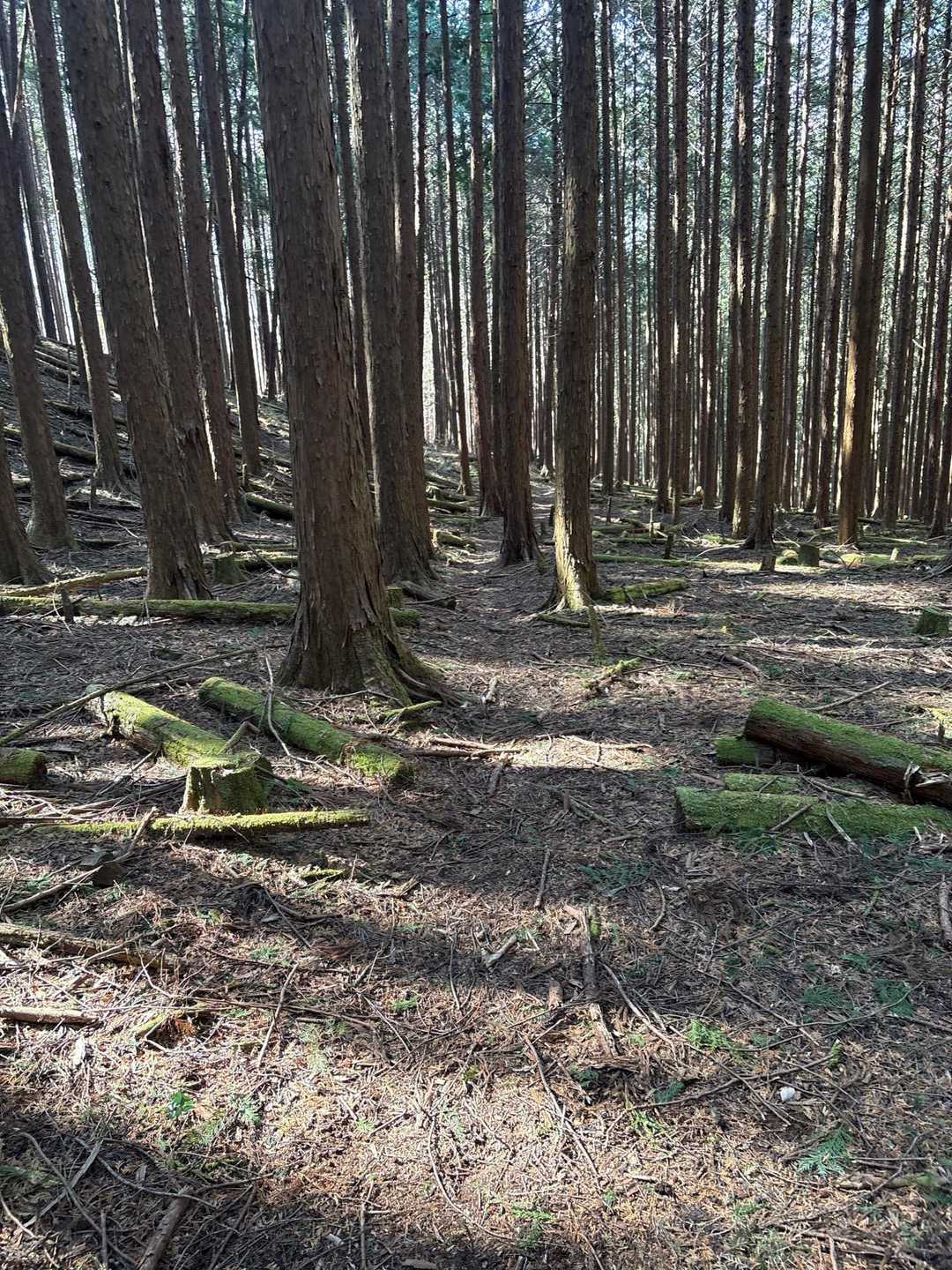 平坦な所に出ました