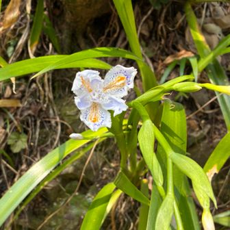 シャガ　今年初✨