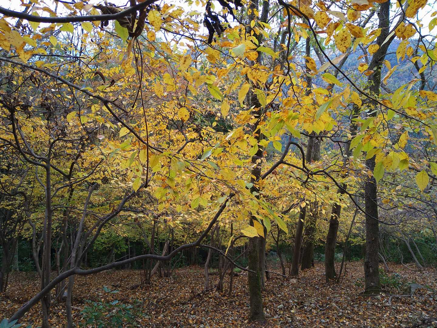 佐目自然公園登山口-高室山登山口-高室山 周回コースの写真