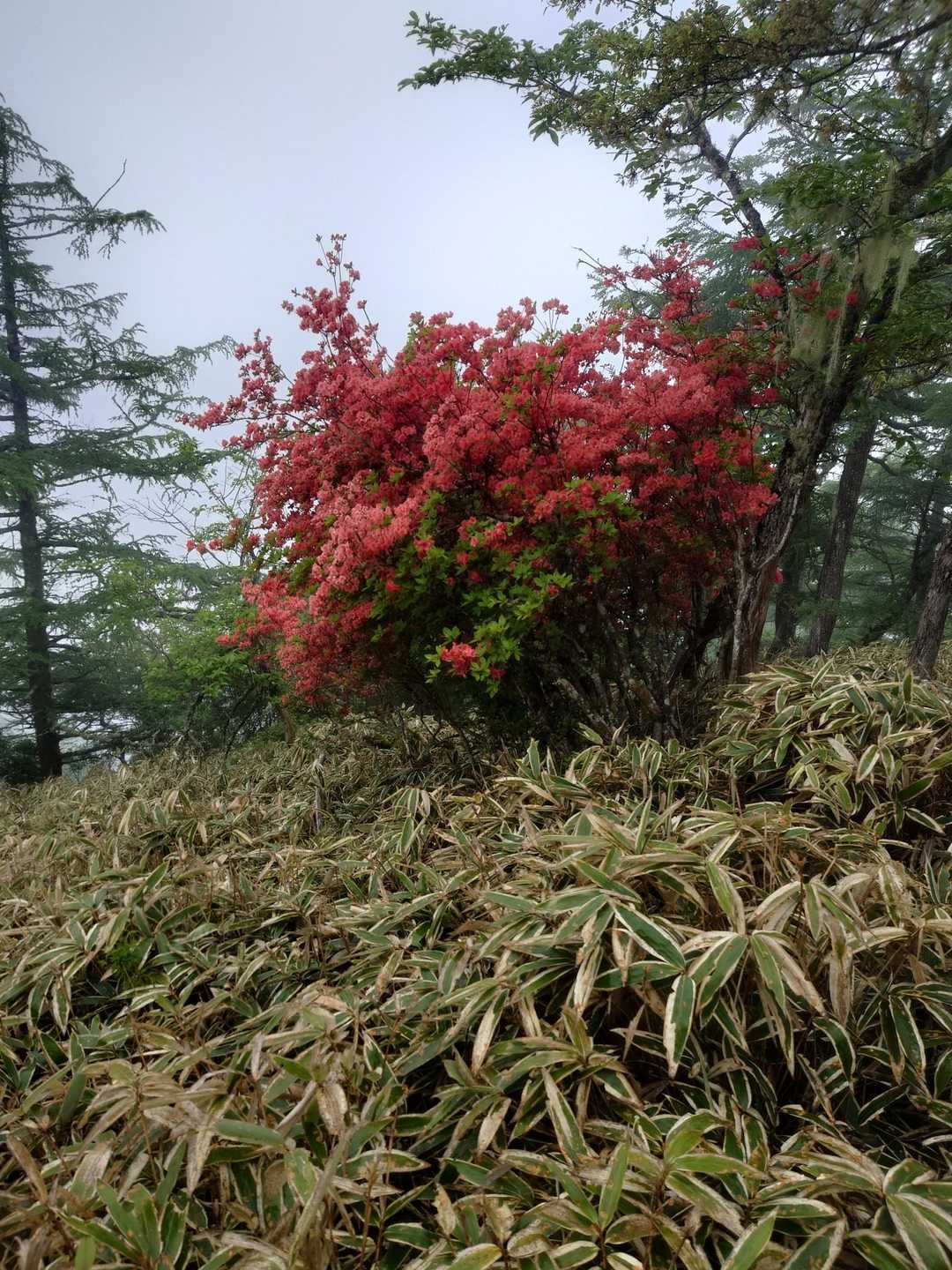 甘利山登山口-甘利山-大西峰 往復コースの写真