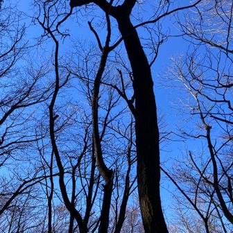 龍の髭に見えなくもない⁉︎