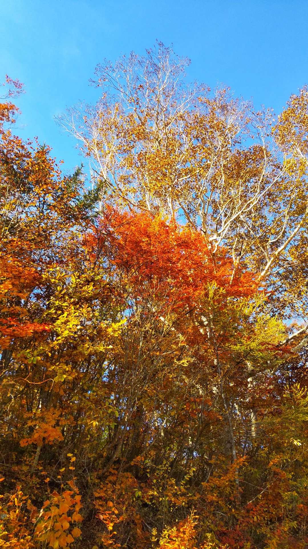 ゲレンデ沿いは秋色です🍁🍂