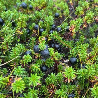 ブルーベリー🫐見たいな植物。ガンコウランと言う見たいです。
