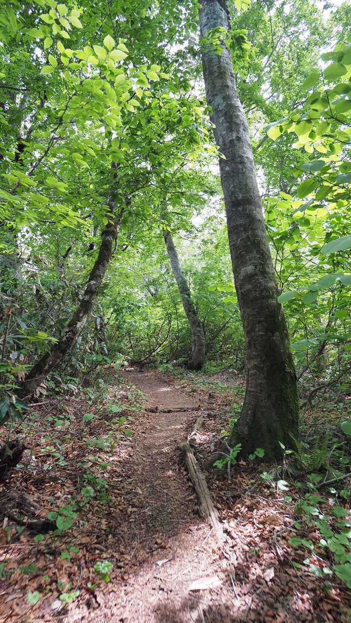八甲田山（大岳・井戸岳・赤倉岳）／青森遠征Day2 の写真 41