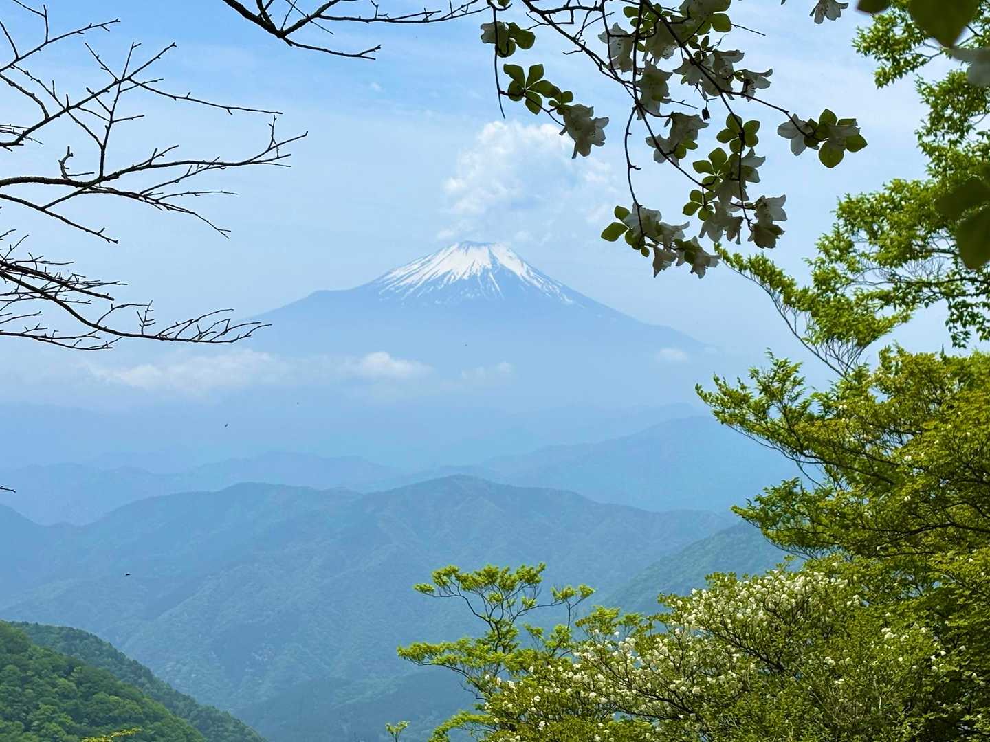 シロヤシオと富士山