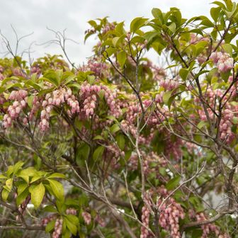 あせび🥰
なんと！紅葉山はオールアス道だった