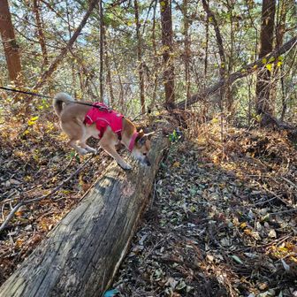 着地！　さあ帰りましょう