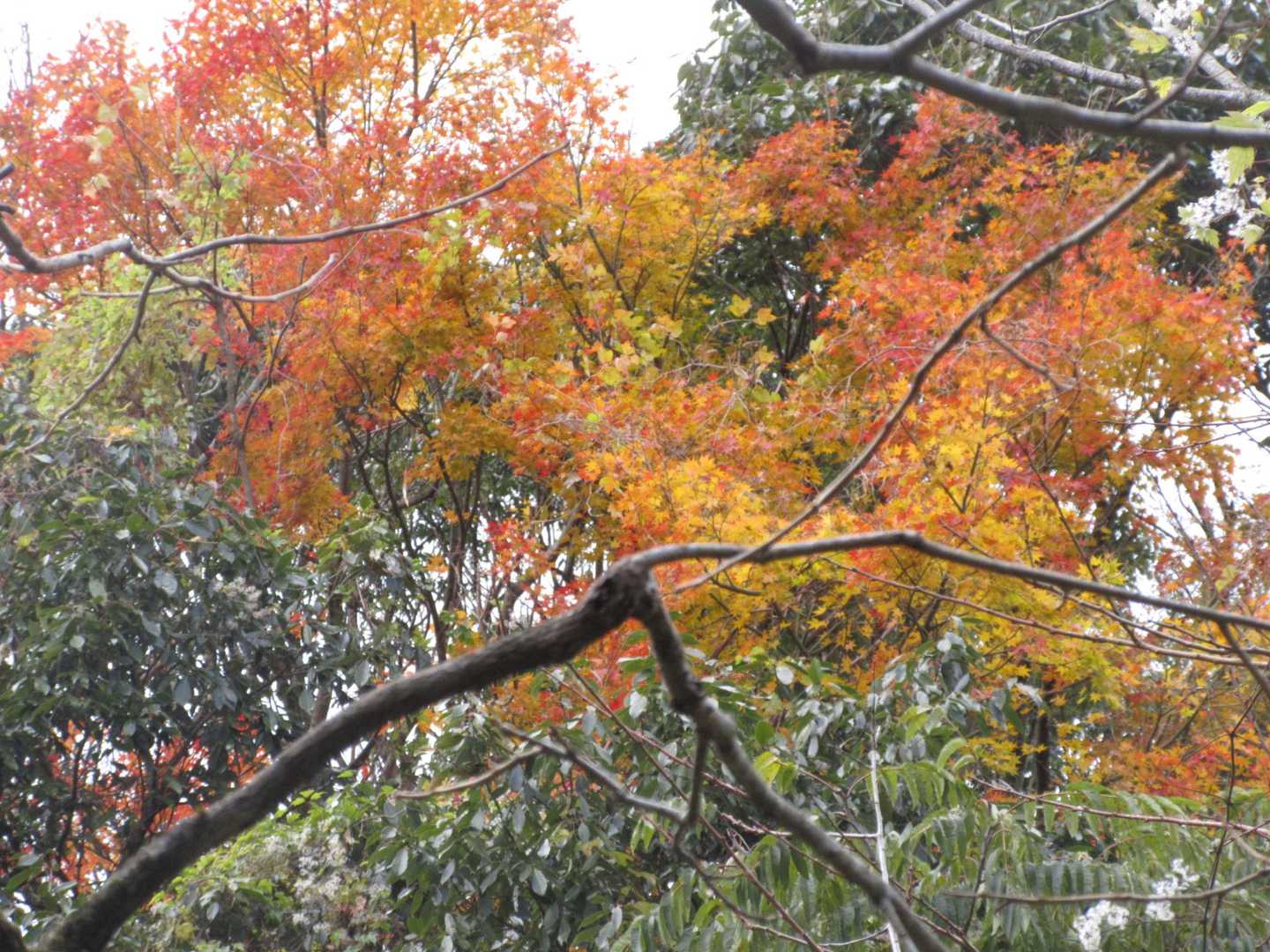 途中に少しばかり紅葉が残っていました